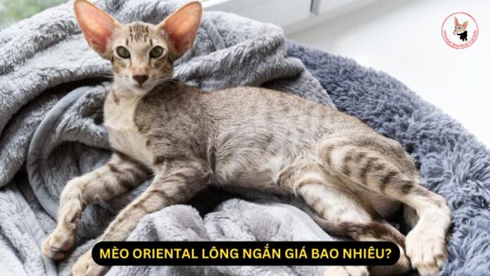 mèo oriental lông ngắn giá bao nhiêu